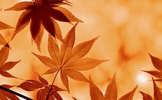 Ile można jeść pomarańczy dziennie?