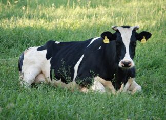 Czy krówka to cukierek?