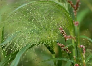 Skąd pochodzi pieczywo z Lidla?