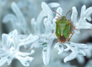 Jak skutecznie pozbyć się smrodu z pralki?