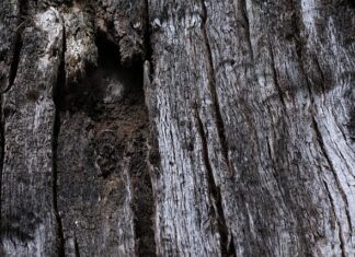 Jak ustawić napowietrzanie w akwarium?