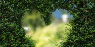 Jak zrobić zieloną herbatę na zimno?